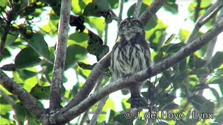 Ferruginous Pygmy-Owl (Ferruginous) - ML201278601
