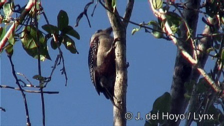 Golden-fronted Woodpecker (Velasquez's) - ML201278721