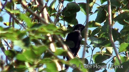 Black Catbird - ML201278741