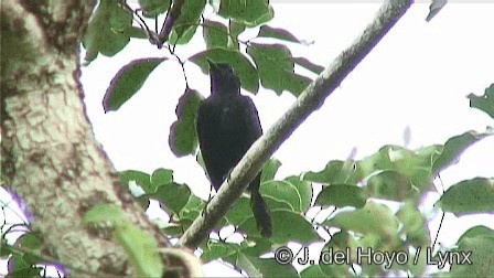 Black Catbird - ML201278751