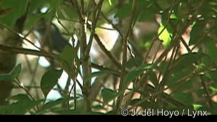Gray-throated Chat - ML201279051