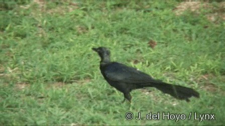 Great-tailed Grackle (Great-tailed) - ML201279121