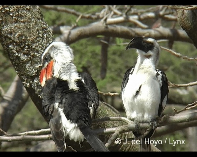 Von der Decken's Hornbill - ML201279221