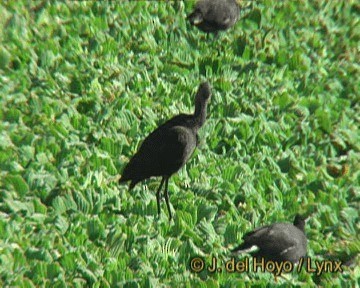 ibis americký - ML201279401