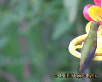 kolibřík zlacený - ML201279441