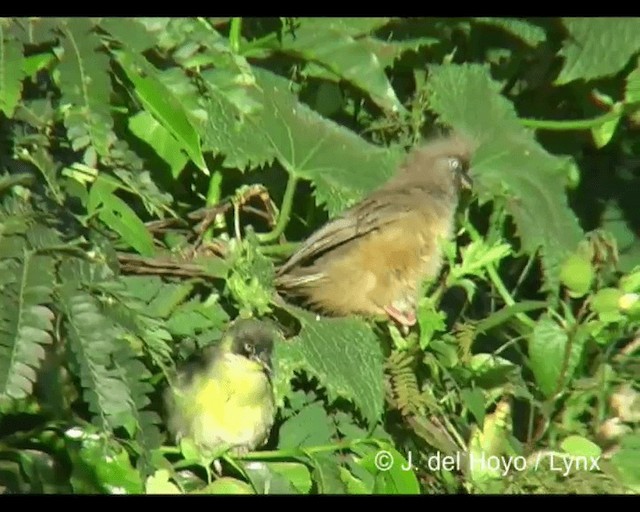 Speckled Mousebird - ML201279631