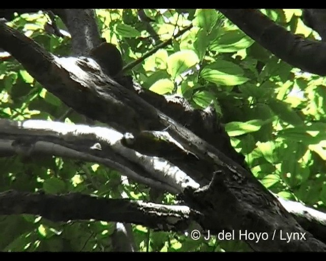 Abyssinian Woodpecker - ML201279691