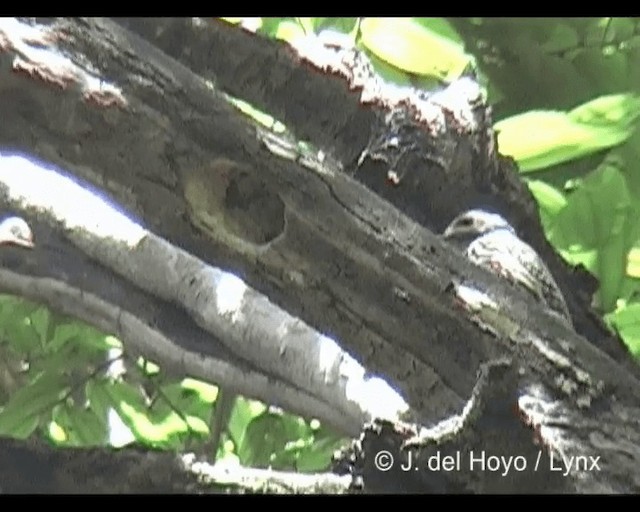Abyssinian Woodpecker - ML201279701