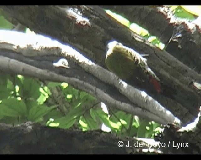 Abyssinian Woodpecker - ML201279711