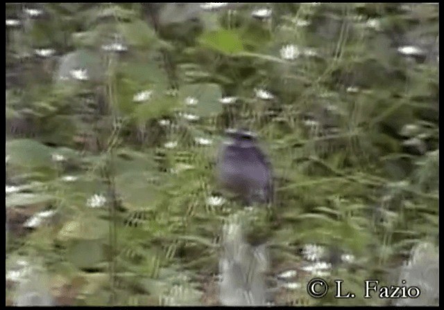 White-browed Chat-Tyrant - ML201279891