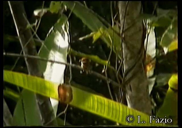 Kahverengi Tepeli Pufkuşu - ML201279901