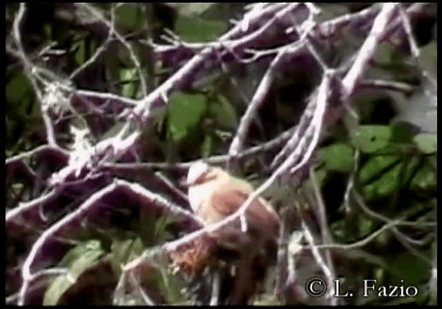 Creamy-crested Spinetail - ML201279931