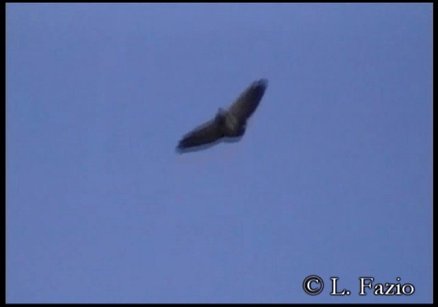 Black-chested Buzzard-Eagle - ML201279961