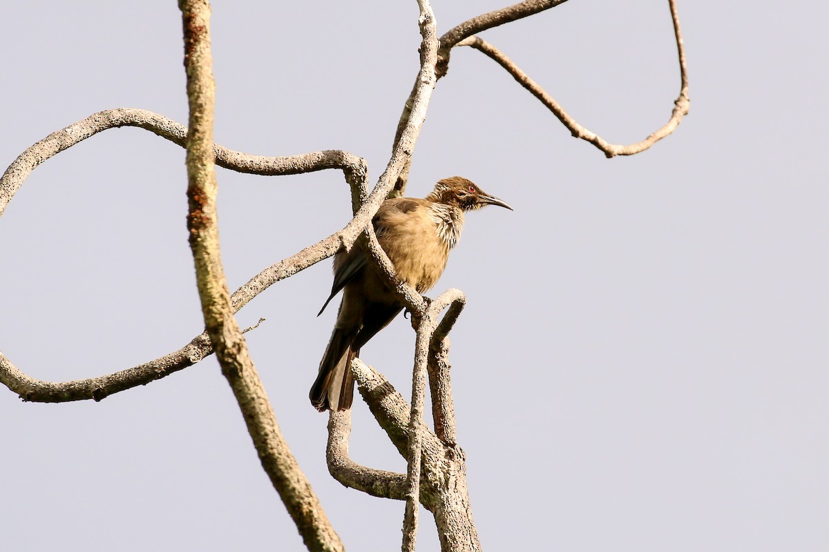 New Caledonian Friarbird - Tommy Pedersen