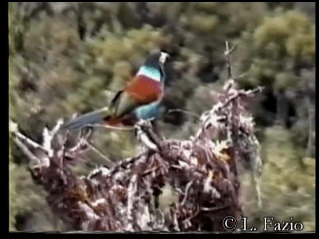 Toucan à capuchon - ML201280111