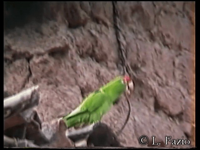 Cordilleran Parakeet - ML201280131