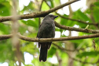  - New Caledonian Cuckooshrike