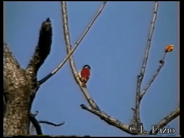 Scarlet-backed Woodpecker - ML201280261