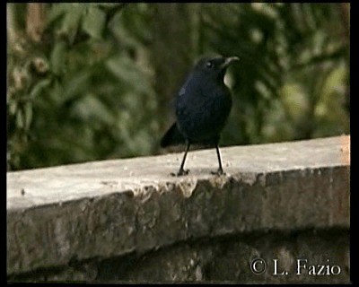 Яванская синяя птица - ML201280371