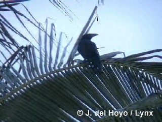 Кубинская ворона - ML201280571