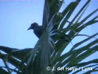 Cuban Crow - ML201280581
