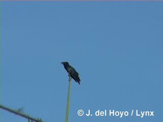 Cuban Crow - ML201280591