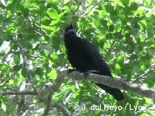 Cuban Crow - ML201280601