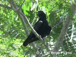 Cuban Crow - ML201280611