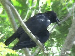 Cuban Crow - ML201280621