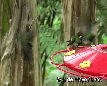 Усатый колибри-отшельник - ML201280781