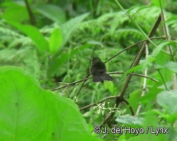 Purple-chested Hummingbird - ML201280881