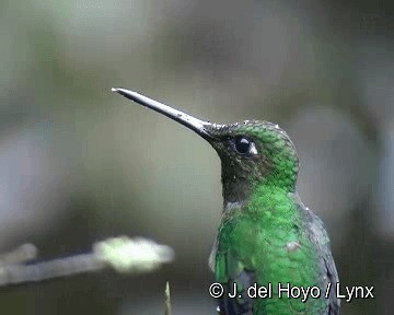 Green-crowned Brilliant - ML201280921