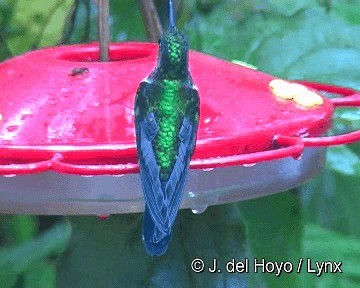 kolibřík bělolímcový - ML201280951