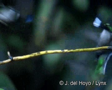 Пурпурногрудый колибри - ML201280971