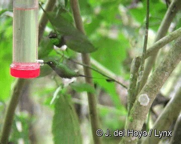 White-booted Racket-tail - ML201280991