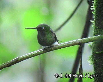 White-booted Racket-tail - ML201281001