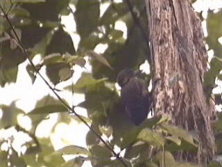 Buff-necked Woodpecker - ML201281261