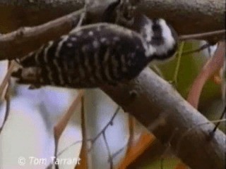 Sunda Pygmy Woodpecker - ML201281451