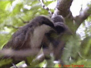 Gray-crowned Babbler - ML201281531