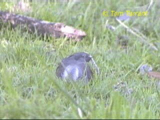 Gray-crowned Babbler - ML201281551