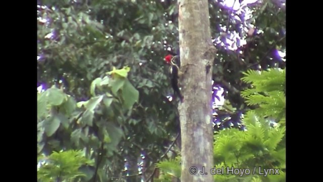 Lineated Woodpecker (Lineated) - ML201281741