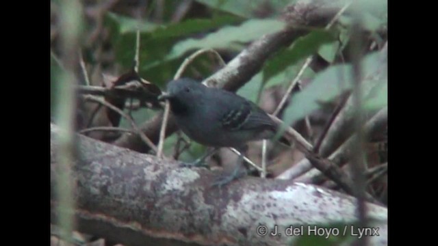 Black-chinned Antbird - ML201282001