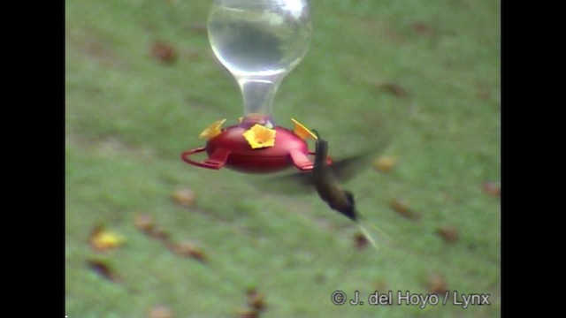 Длиннохвостый колибри-отшельник - ML201282071