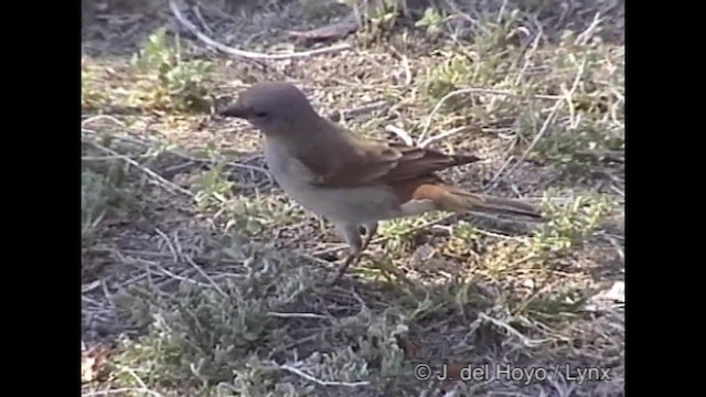 Southern Gray-headed Sparrow - ML201282221