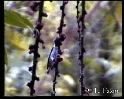 White-bellied Flowerpecker - ML201282481