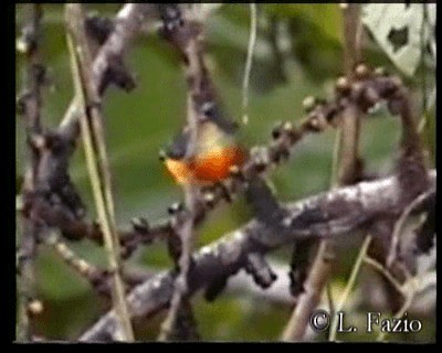 Orange-bellied Flowerpecker - ML201282491