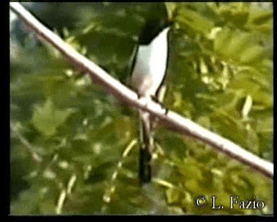Long-tailed Shrike (nasutus Group) - ML201282551