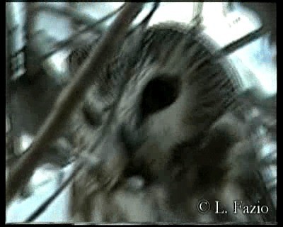 Northern Saw-whet Owl (acadicus) - ML201282631