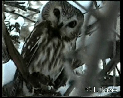 Northern Saw-whet Owl (acadicus) - ML201282641