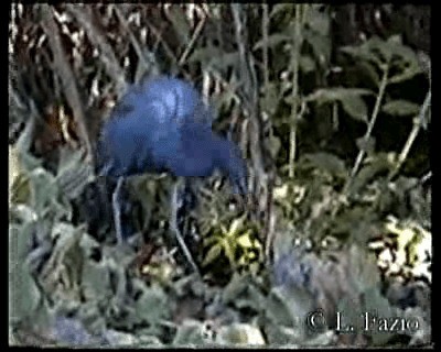 Little Blue Heron - ML201282691